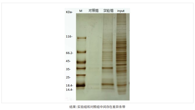 dna pulldown