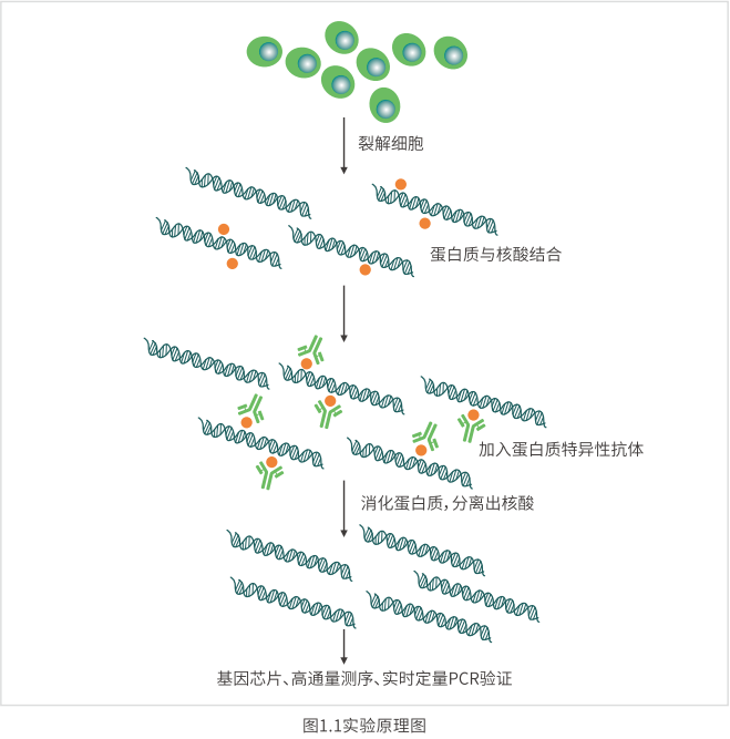 rip试剂盒