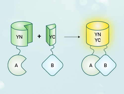 双分子荧光互补(BiFC)