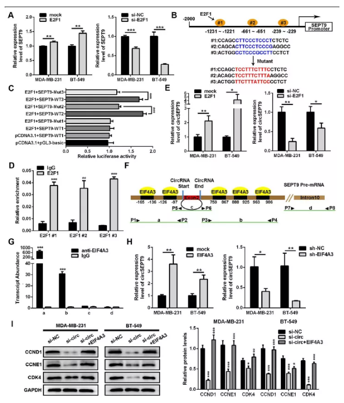 RNA pull down